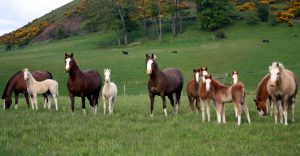 20 may mares & foals 2 red