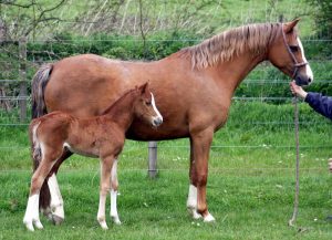 Glint & foal 1.red