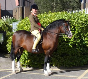 HOYS 2012 Rheel 1red