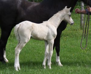 Oriana foal 7R