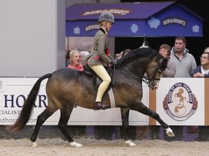 Waxwing Prince Hal. Winner Welsh Section B event photo