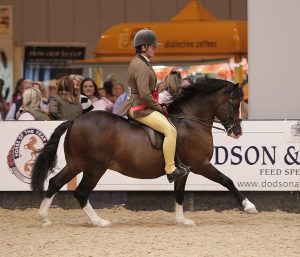 Waxwing Rheel. Winner Welsh Section C event photo